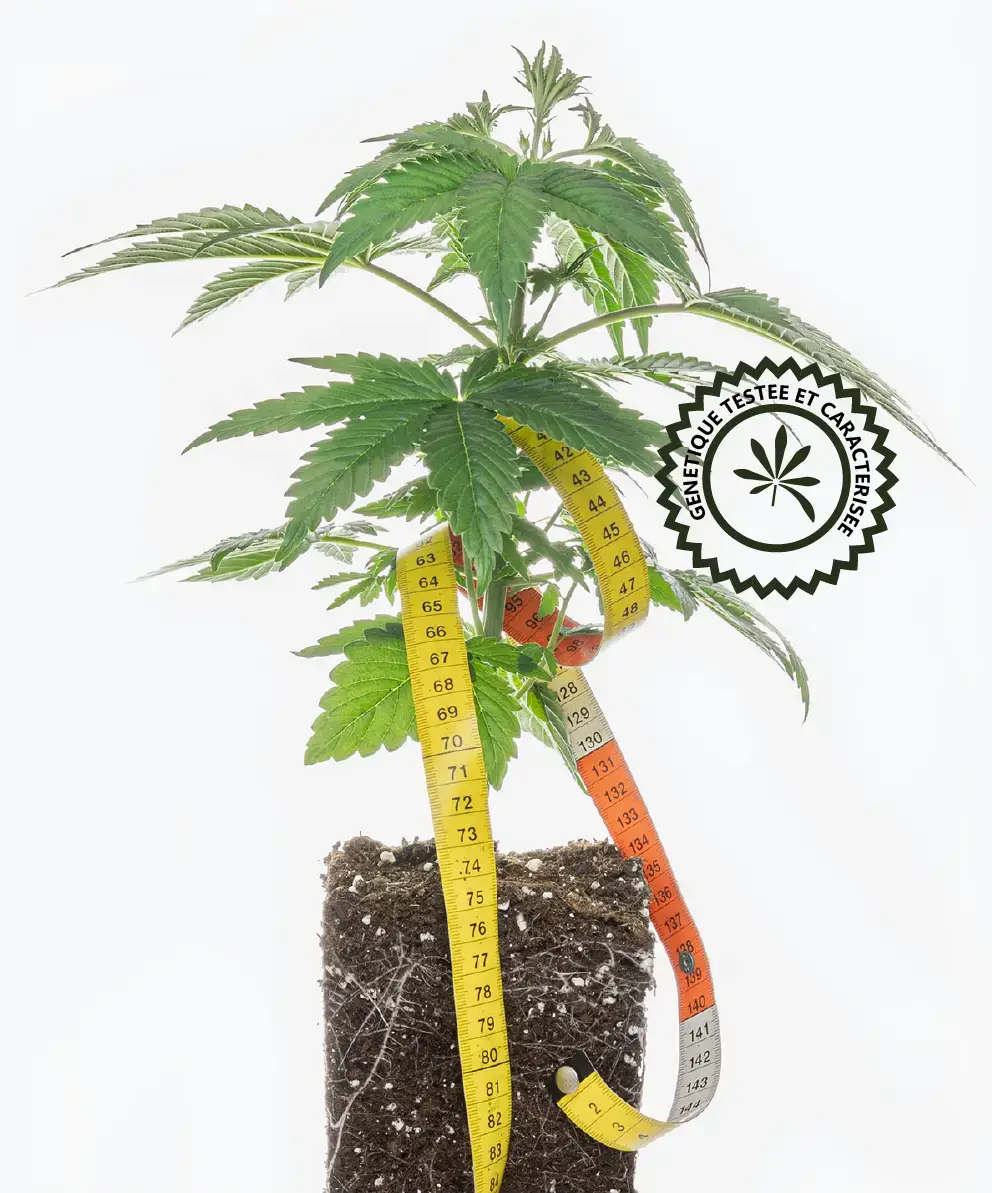 jeune plant de cannabis pépinière utoplantes