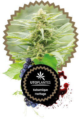 Etiquette des pots de fleurs de cbd balsamique heritage par Utoplantes