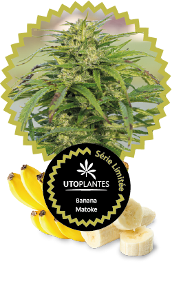 Etiquette des pots de fleurs de cbd banana matoke par Utoplantes