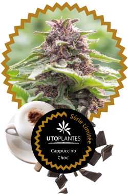 Etiquette des pots de fleurs de cbd cappuccino choc' par Utoplantes