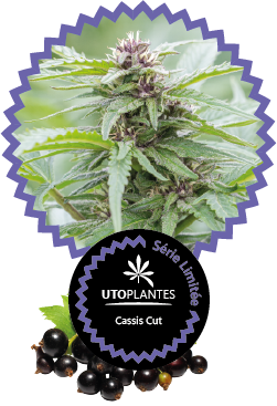 Etiquette des pots de fleurs de cbd cassis cut par Utoplantes