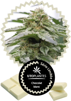 Etiquette des pots de fleurs de cbd Chocolat blanc par Utoplantes