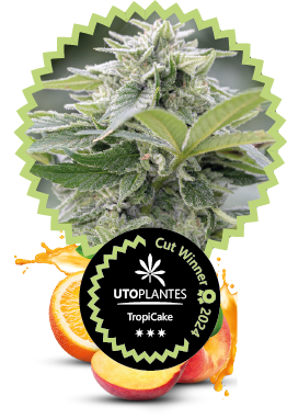 Etiquette des pots de fleurs de cbd tropicake par Utoplantes