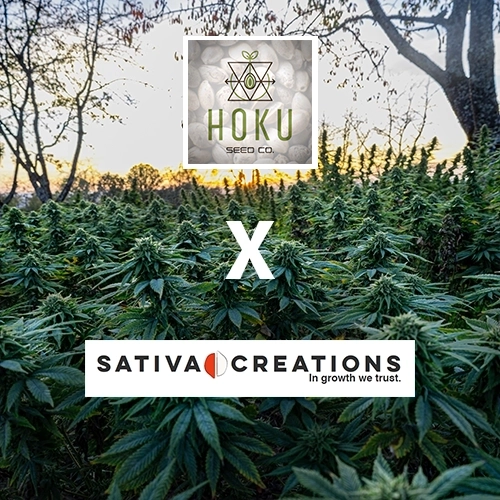 Le chanvre d'hoku et de sativa creation